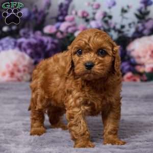 Chewy, Cavapoo Puppy